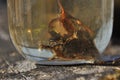 Newts trapped in a jar. Observation of the tailed amphibians. Swimming in fresh water
