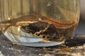 Newts trapped in a jar. Observation of the tailed amphibians. Swimming in fresh water