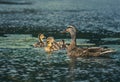 Next Gen Ducks and babies Royalty Free Stock Photo