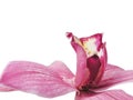 Next red orchid Royalty Free Stock Photo