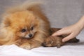 Next to a fluffy orange Pomeranian lie three newborn puppies the human hand puts the puppy to the dog. The concept of