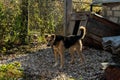 Next to his kennel is a black and yellow dog.