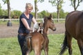 Next to the mare is a brown stallion foal, Jack Russell Terrier standing on his back. A young woman holds the dog, in a Royalty Free Stock Photo