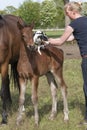 Next to the mare is a brown stallion foal, Jack Russell Terrier standing on his back. A young woman holds the dog, in a Royalty Free Stock Photo