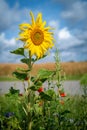 next to a road there is a flowering strip with sunflowers, poppies and cornflowers for the insects