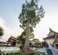 Massive Dipterocarp tree,wraped in Buddhist decor,Wat Chedi Luang temple grounds,Chiang Mai, Thailand
