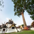 Massive Dipterocarp tree,wraped in Buddhist decor,Wat Chedi Luang temple grounds,Chiang Mai, Thailand