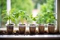 next to a window, starter plants in biodegradable pots Royalty Free Stock Photo