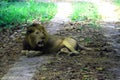 Neyyar Wildlife Sanctuary, Kerala, India Royalty Free Stock Photo