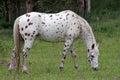 Nez Perce horse - Appaloosa Royalty Free Stock Photo
