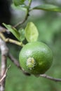 Nezara viridula Green beetle perched on a lime in the garden.