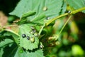 Nezara viridula green stink bug invasion garden a gardeners nightmare Royalty Free Stock Photo