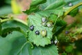 Nezara viridula green stink bug invasion Royalty Free Stock Photo