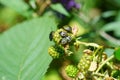 Nezara viridula green stink bug southern invasion Royalty Free Stock Photo