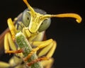 Polistes gallicus wasp portrait