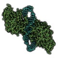 NF-kB nuclear factor kappa-light-chain-enhancer of activated B cells protein complex. Plays a role in cancer and inflammation.