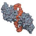 NF-kB nuclear factor kappa-light-chain-enhancer of activated B cells protein complex. Plays a role in cancer and inflammation..