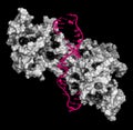 NF-kB nuclear factor kappa-light-chain-enhancer of activated B cells protein complex. Plays a role in cancer and inflammation..