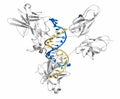 NFAT1 Nuclear factor of activated T-cells, cytoplasmic 2, NFATC2 protein. DNA binding protein implicated in breast cancer.