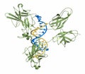 NFAT1 (Nuclear factor of activated T-cells, cytoplasmic 2, NFATC2) protein. DNA binding protein implicated in breast cancer