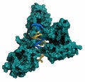 NFAT1 (Nuclear factor of activated T-cells, cytoplasmic 2, NFATC2) protein. DNA binding protein implicated in breast cancer