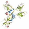 NFAT1 Nuclear factor of activated T-cells, cytoplasmic 2, NFATC2 protein. DNA binding protein implicated in breast cancer.