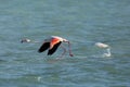 Water Splashes and Greater Flamingo flight, Bahrai Royalty Free Stock Photo