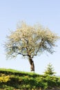 flowering tree in spring and blue sky