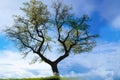 Flowering tree in spring and blue sky