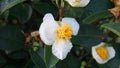 Flowers of the tea tree in the farm