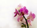 Pink orchid flowers on a white background