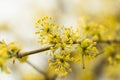 Forsythia flowers Golden Bell, Border Forsythia Forsythia x intermedia, europaea blooming in spring garden bush, sun backlight. Royalty Free Stock Photo