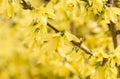 Forsythia flowers Golden Bell, Border Forsythia Forsythia x intermedia, europaea blooming in spring garden bush, sun backlight. Royalty Free Stock Photo