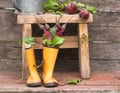 Fresh beetroot root with leaves in rubber boots. rural still life Royalty Free Stock Photo