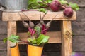 Fresh beetroot root with leaves in rubber boots. rural still life Royalty Free Stock Photo