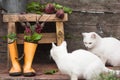 Fresh beetroot root with leaves in rubber boots. rural still life Royalty Free Stock Photo