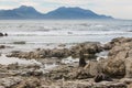 Nfur seals on rocky beach in Kaikoura Royalty Free Stock Photo