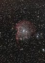 NGC2174 aka Monkey Head Nebula