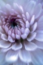 Gerbera daisy, close-up macro photo. emotional and romantic feelings.