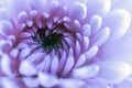 Gerbera daisy, close-up macro photo. emotional and romantic feelings.