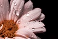 Gerbera daisy, close-up macro photo. emotional and romantic feelings.