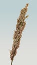 Grass close up. Cut out on a light gradient background. Royalty Free Stock Photo
