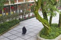 Ngong Ping, Lantau Island, Hong Kong - May 10, 2017. An anonymous view of a buddhist monk walking amongst beautiful gardens.