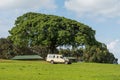 Safari Land Cruiser 4x4 car under big scenery baobab tree