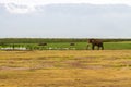 Ngorongoro Conservation Area Landscape and Wildlife