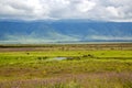 Ngorongoro Crater Conservation Area  with herds of grazing herbivores Royalty Free Stock Photo