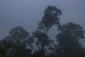 Ngorongoro Crater Fog Landscape Royalty Free Stock Photo