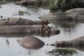 Ngorongoro Crater Hippos Royalty Free Stock Photo