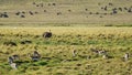 Ngorongoro crater national park panorama with wildlife animals Africa Tanzania Royalty Free Stock Photo