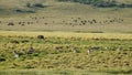 Ngorongoro crater national park panorama with wildlife animals Africa Tanzania Royalty Free Stock Photo